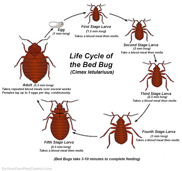 what-causes-bed-bugs-bestpestcontrolproductforhome